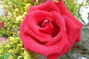 母親節(jié)可以送玫瑰花嗎？母親節(jié)送幾朵玫瑰花好？