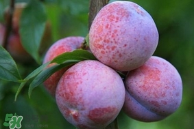 三華李怎么種植？三華李種植技術(shù)