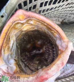 天價(jià)魚(yú)賣出347萬(wàn) 金錢鳘為什么這么貴？
