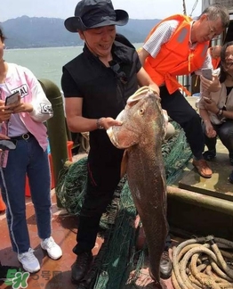 天價(jià)魚(yú)賣出347萬(wàn) 金錢鳘為什么這么貴？