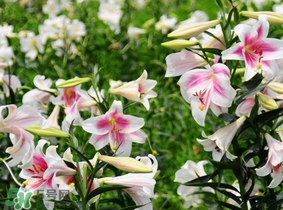 母親節(jié)可以送百合嗎？送母親百合花該送幾朵？