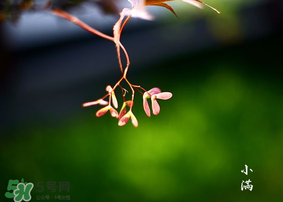 小滿是什么節(jié)氣？小滿是第幾個節(jié)氣？