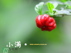 小滿是什么節(jié)氣？小滿是第幾個節(jié)氣？