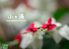 小滿是什么節(jié)氣？小滿是第幾個節(jié)氣？