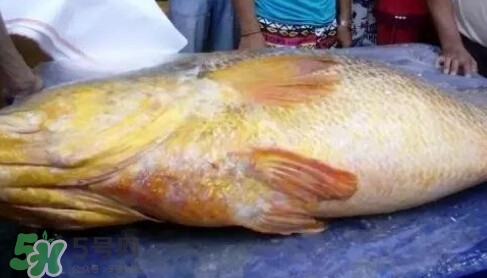 黃唇魚(yú)多少錢一斤？金錢鱉多少錢？