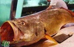 黃唇魚可以養(yǎng)殖嗎？黃唇魚能養(yǎng)殖嗎？