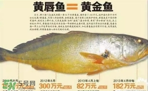 黃唇魚是黃花魚嗎？黃唇魚是黃魚嗎？