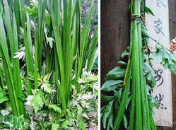 端午節(jié)為什么要掛菖蒲？端午節(jié)掛菖蒲的好處
