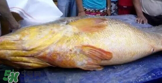 黃唇魚可以買賣嗎？黃唇魚買賣違法嗎？