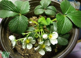 菠蘿莓種子哪里有賣？哪里能買得到菠蘿莓種子？