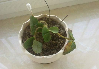 菠蘿莓苗多少錢一顆？菠蘿莓怎么種植