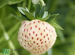 菠蘿莓種子哪里有賣？哪里能買得到菠蘿莓種子？