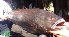 黃唇魚可以養(yǎng)殖嗎？黃唇魚能養(yǎng)殖嗎？