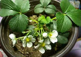 菠蘿莓種子哪里有賣？哪里能買得到菠蘿莓種子？