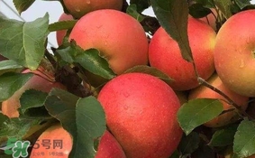 紅心蘋果多少錢一斤？紅肉蘋果價格