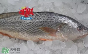 黃唇魚是黃花魚嗎？黃唇魚是黃魚嗎？