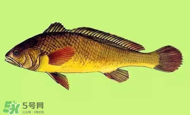 黃唇魚是黃花魚嗎？黃唇魚是黃魚嗎？