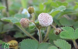 菠蘿莓種子哪里有賣？哪里能買得到菠蘿莓種子？
