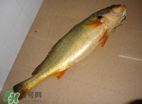 黃唇魚是什么魚？黃唇魚是淡水魚嗎
