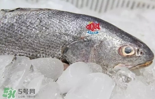 黃唇魚是黃花魚嗎？黃唇魚是黃魚嗎？