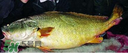 黃唇魚可以買賣嗎？黃唇魚買賣違法嗎？
