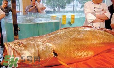 黃唇魚可以買賣嗎？黃唇魚買賣違法嗎？