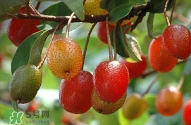 羊奶子是什么？羊奶果多少錢一斤