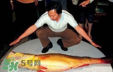 金錢鳘是保護(hù)動(dòng)物嗎？金錢鳘是國(guó)家保護(hù)動(dòng)物嗎