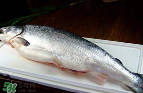三文魚可以放多久？三文魚能放多久？