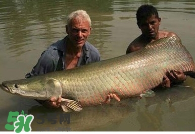 金錢鳘是什么魚？金錢鳘是淡水魚嗎？