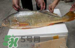 孕婦能吃金錢鱉嗎？懷孕期間能不能吃金錢鱉？
