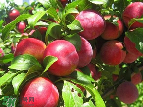 ?油桃是發(fā)物嗎？?油桃是不是發(fā)物？