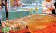 孕婦能吃金錢鱉嗎？懷孕期間能不能吃金錢鱉？