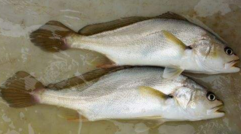小孩能吃黃唇魚(yú)嗎？小孩吃黃唇魚(yú)好嗎？