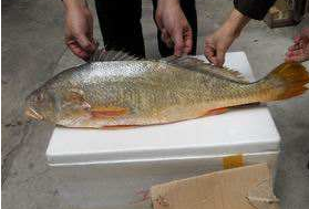 小孩能吃黃唇魚(yú)嗎？小孩吃黃唇魚(yú)好嗎？