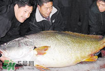 寶寶能吃金錢(qián)鳘嗎？金錢(qián)鳘寶寶吃了好嗎？
