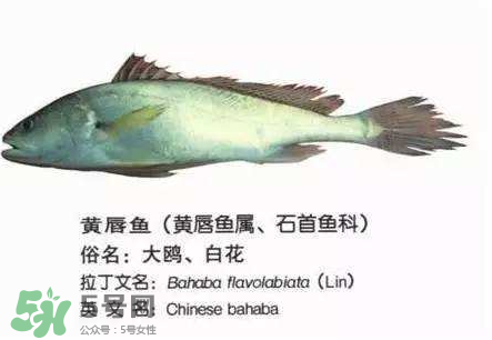 寶寶能吃金錢(qián)鳘嗎？金錢(qián)鳘寶寶吃了好嗎？