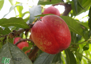 油桃和牛奶能一起吃嗎？喝完牛奶能吃油桃嗎？