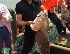 金錢鳘值多少錢？金錢鳘魚(yú)膠功效
