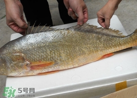 黃唇魚是不是黃花魚？黃唇魚和黃花魚的區(qū)別