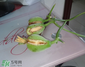香瓜裂口怎么回事？香瓜裂了怎么辦？