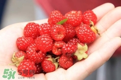 覆盆子哪里有賣？覆盆子多少錢一斤？