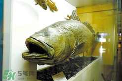 黃唇魚魚鰾真的那么神？黃唇魚魚鰾真實(shí)藥用價(jià)值