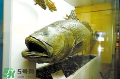 金錢鳘是什么魚？金錢鳘是淡水魚嗎？