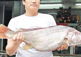 黃唇魚鰾是魚肚嗎？黃唇魚鰾是魚泡嗎