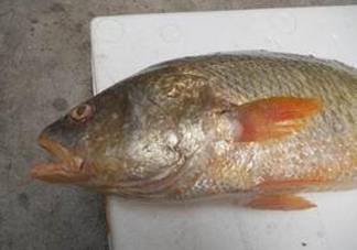 黃唇魚魚鰾能救命？黃唇魚魚鰾可以救命？
