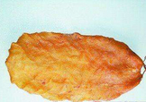  黃唇魚魚鰾怎么吃？ 黃唇魚魚鰾如何吃？