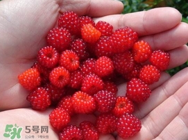 覆盆子是野草莓嗎？覆盆子是桑椹嗎？