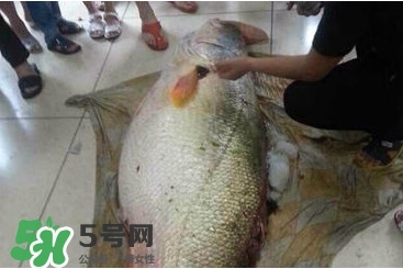 金錢鳘為什么那么貴？金錢鳘為什么能賣那么貴