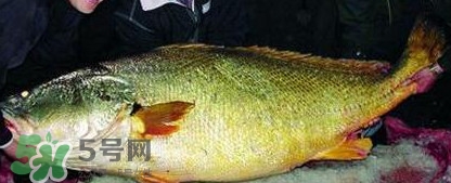 金錢鳘魚(yú)膠一斤多少錢？金錢鳘魚(yú)膠價(jià)格